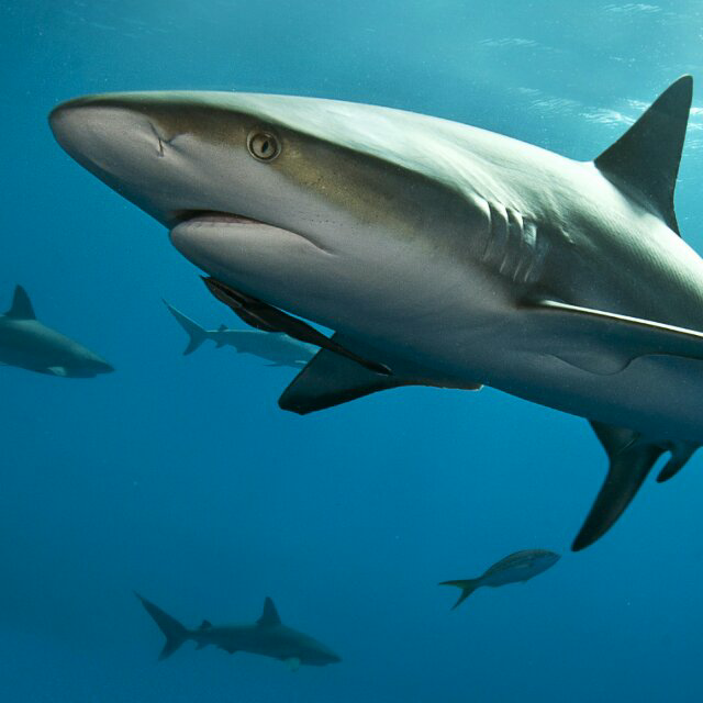 直播视频_.精彩视频大全_虎牙视频