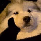 濤子【夜空星】