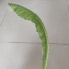 老爹勇闖和平精英