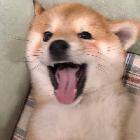 天眾丶阿樂Z