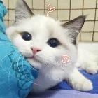 小小泉全能打野