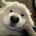 超級(jí)無敵至尊霸王龍