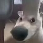 土豆竹輪卷