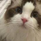 小瓜798