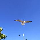 來(lái)看倪海杉