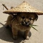熊猫土狗