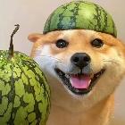 是西瓜狗喲