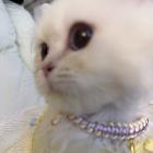 茶补