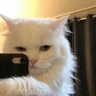 你是柯基嗎、