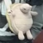 Guaniu