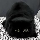 毛毛De猫…