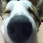 虎牙惊人怪