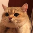 拉菲