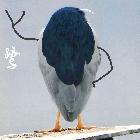 狂鳥丶星君-90098