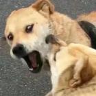 榊