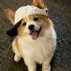 我是陈言七