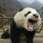 賭豆子穩(wěn)贏