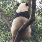 小熊