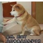 老實(shí)人sask、