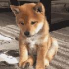 妹控之魂