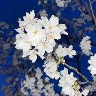 菊月十八