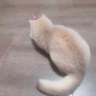 雕高