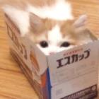 喜欢看你丶