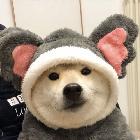小狗心事绵…