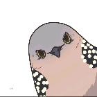 狂鳥丶斑鳩