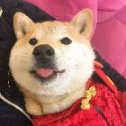狗十三