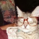 虞姬掉了顆兔牙