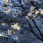 春归不见