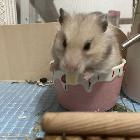 虎牙最绿十二舅