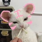 禿了了禿