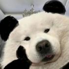 xY丶灰心