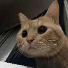 丢丢是一只猫