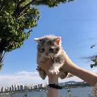 紫罗兰綺綺
