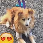 xNova-